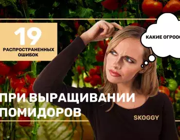 Ошибки при выращивании помидоров