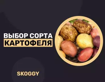 Выбор сорта картофеля Выбор сорта картофеля