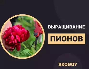 Выращивание пионов Выращивание пионов